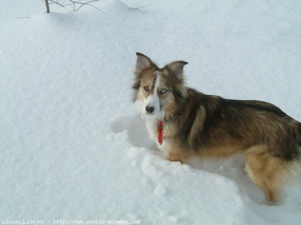 Photo de Border collie