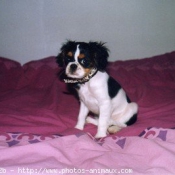 Photo de Cavalier king charles spaniel