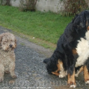 Photo de Races diffrentes