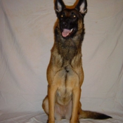 Photo de Berger belge malinois