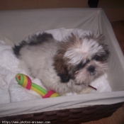 Photo de Shih tzu