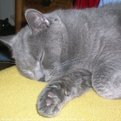 Photo de Chartreux