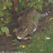 Photo de Chat domestique