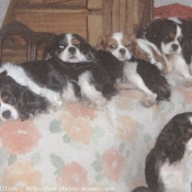 Photo de Cavalier king charles spaniel