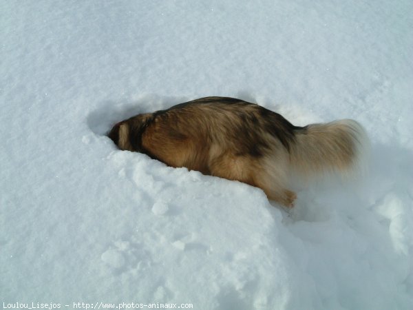 Photo de Border collie