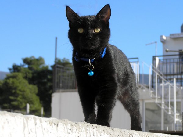 Photo de Chat domestique