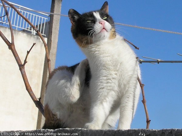 Photo de Chat domestique