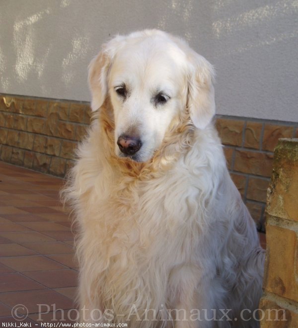 Photo de Golden retriever