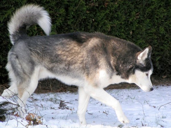 Photo de Husky siberien