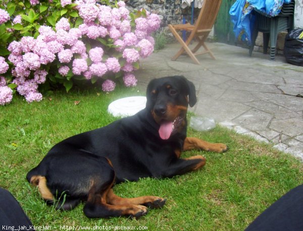 Photo de Rottweiler