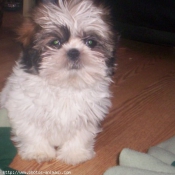 Photo de Shih tzu