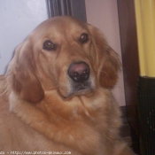 Photo de Golden retriever