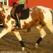 Photo de Paint horse