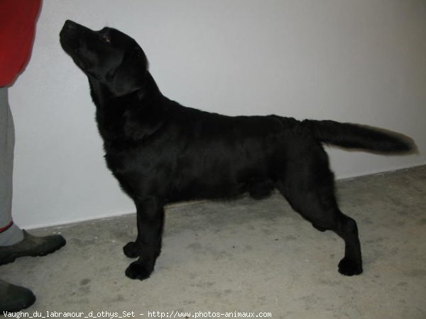 Photo de Labrador retriever