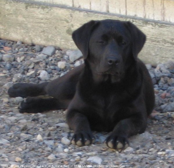 Photo de Labrador retriever