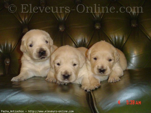 Photo de Golden retriever