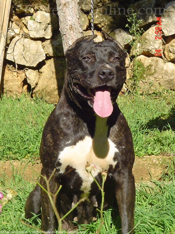 Photo d'American staffordshire terrier