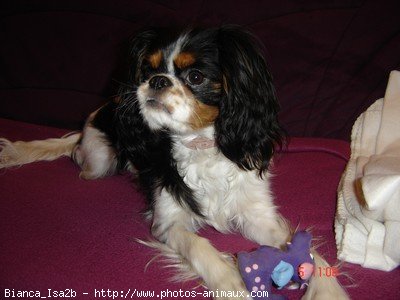 Photo de Cavalier king charles spaniel