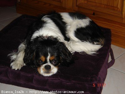 Photo de Cavalier king charles spaniel