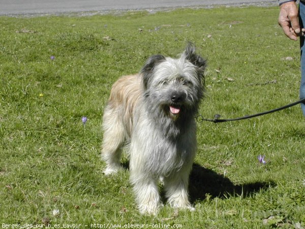 Photo de Chien de berger des pyrenes  poil long