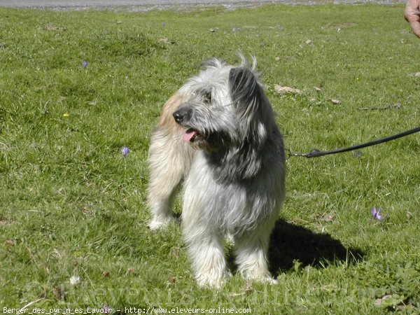 Photo de Chien de berger des pyrenes  poil long