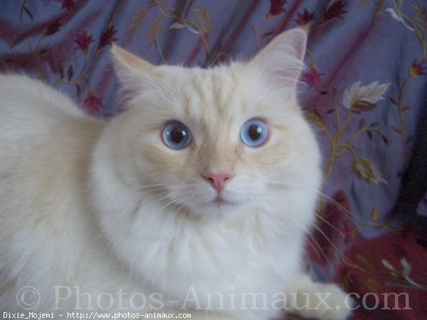 Photo de Ragdoll