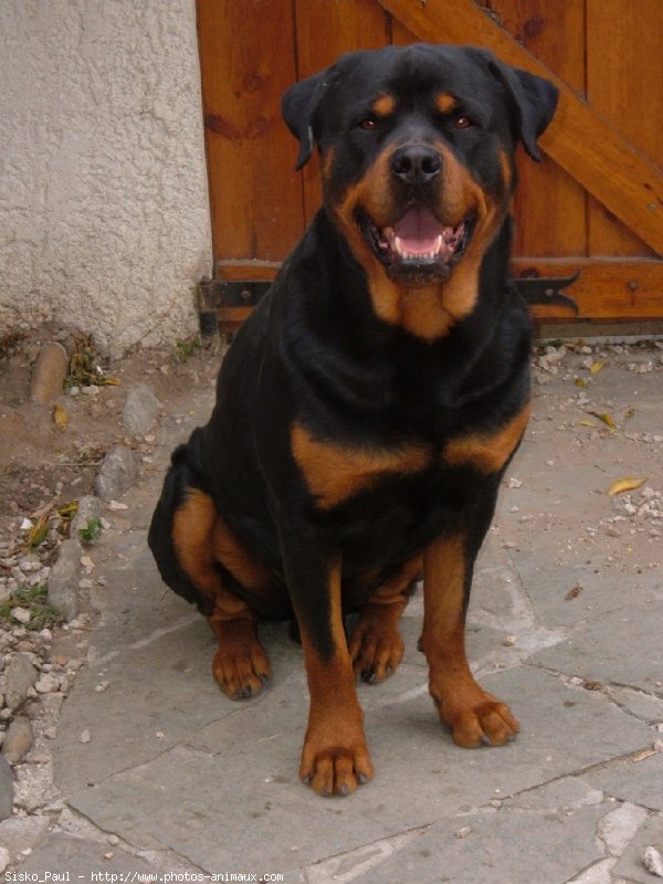 Photo de Rottweiler