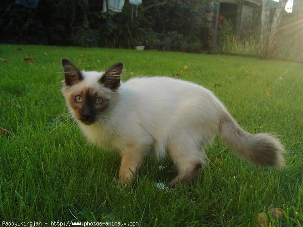 Photo de Sacr de birmanie