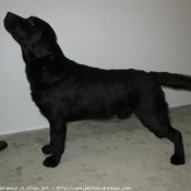 Photo de Labrador retriever