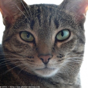 Photo d'Ocicat