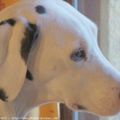 Photo de Dalmatien