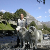 Photo de Chien de montagne des pyrnes