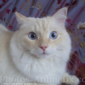 Photo de Ragdoll