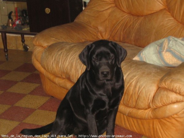 Photo de Labrador retriever