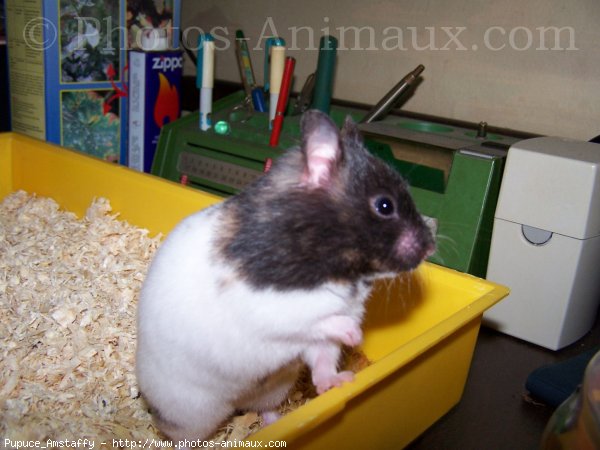 Photo de Hamster