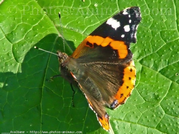 Photo de Papillon