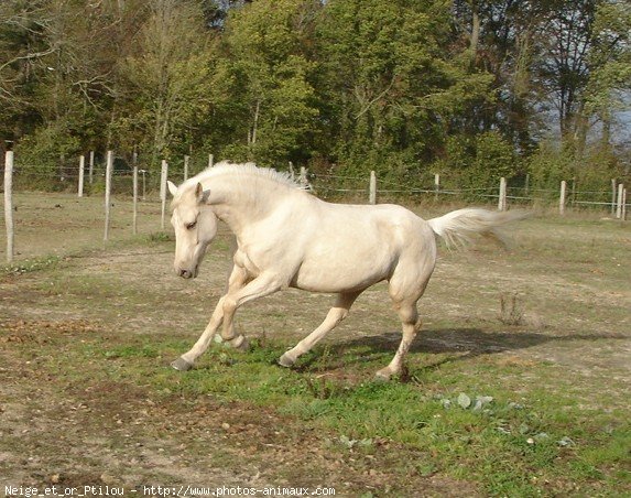 Photo de Poney franais de selle