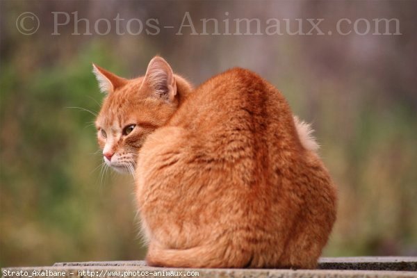 Photo de Chat domestique