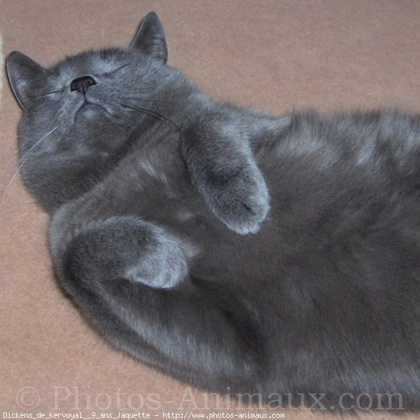 Photo de Chartreux