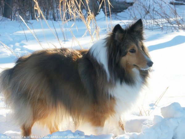 Photo de Chien de berger des shetland