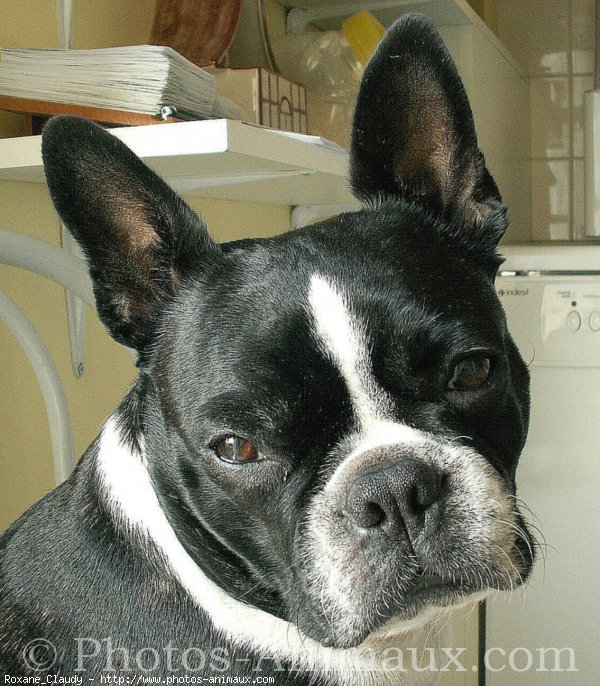 Photo de Boston terrier