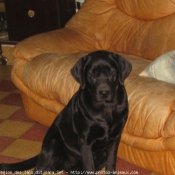 Photo de Labrador retriever