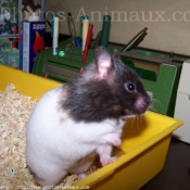 Photo de Hamster