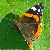 Photo de Papillon