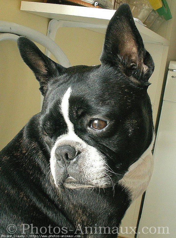 Photo de Boston terrier