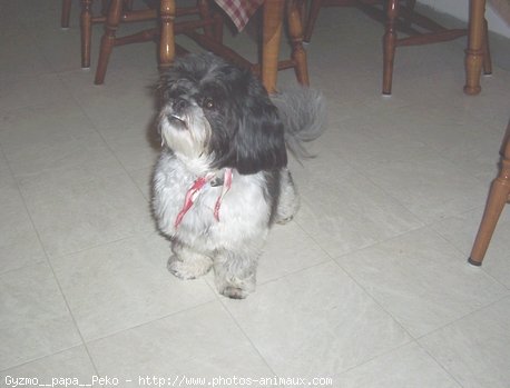 Photo de Shih tzu