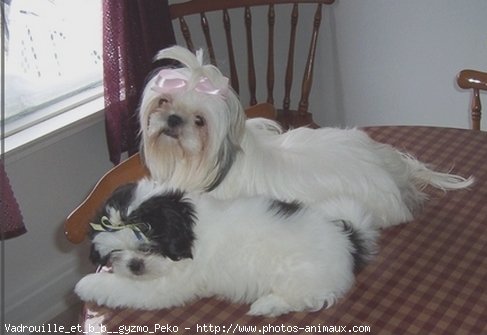 Photo de Shih tzu