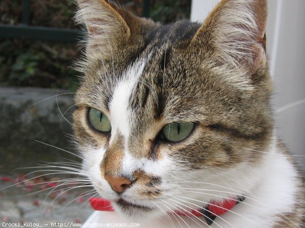 Photo de Chat domestique