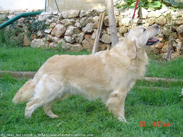 Photo de Golden retriever