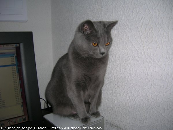 Photo de Chartreux